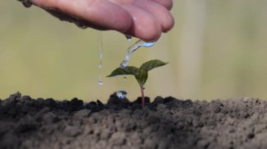 Avucunun içindeki filizi sula. Genç bir bitki topraktan filizleniyor. Bitkilerle, bitkilerle ve ekolojiyle ilgilenmek.