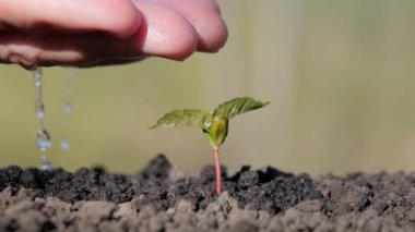 Avucunun içindeki filizi sula. Genç bir bitki topraktan filizleniyor. Bitkilerle, bitkilerle ve ekolojiyle ilgilenmek.
