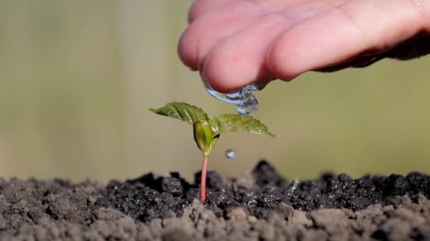 Regue Broto Palma Sua Mão Uma Planta Jovem Atira Broto — Vídeo de Stock