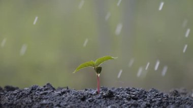 Filizi suluyorum. Su damlaları yere düşer. Topraktan genç bir bitki filizleniyor. Bahar yağmuru Yeşil doğa ve bitki örtüsü.