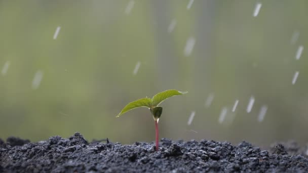 Watering Sprout Water Drops Fall Ground Young Plant Sprouts Soil — Video