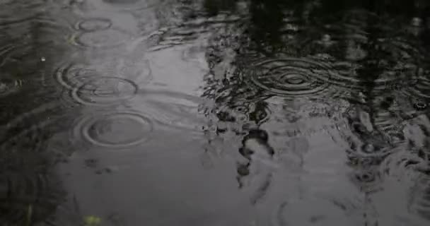 Koła Bąbelki Powierzchni Wody Krople Kapie Wodę Deszcz Jeziorze — Wideo stockowe