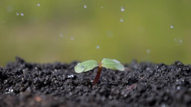 Filizi suluyorum. Su damlaları yere düşer. Topraktan genç bir bitki filizleniyor. Bahar yağmuru yeşil doğayı ve florayı sular..
