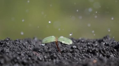 Filizi suluyorum. Su damlaları yere düşer. Topraktan genç bir bitki filizleniyor. Bahar yağmuru yeşil doğayı ve florayı sular..