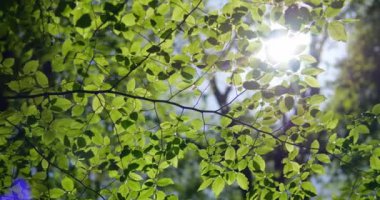 Ağaç dallarında yeşil yapraklar. Güneşin ışınları ormandaki ağaçların yaprakları arasında parlıyor. Parkta ilkbahar.