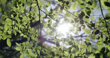 Ağaç dallarında yeşil yapraklar. Güneşin ışınları ormandaki ağaçların yaprakları arasında parlıyor. Parkta ilkbahar.