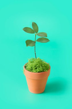One plant in pot on green background.