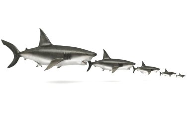 Beyaz arkaplanda 3 boyutlu köpekbalığı görüntüsü