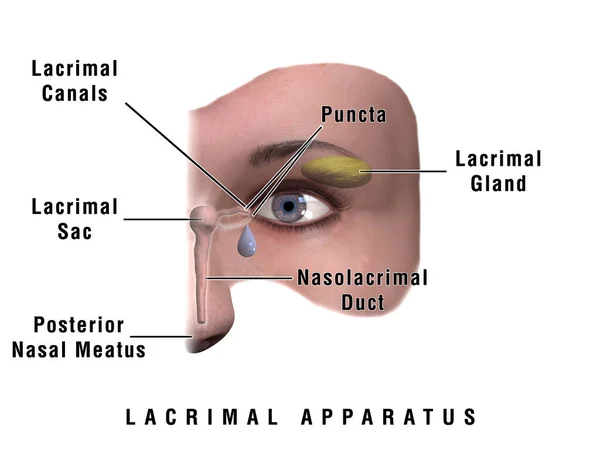 illustration of a eye anatomy