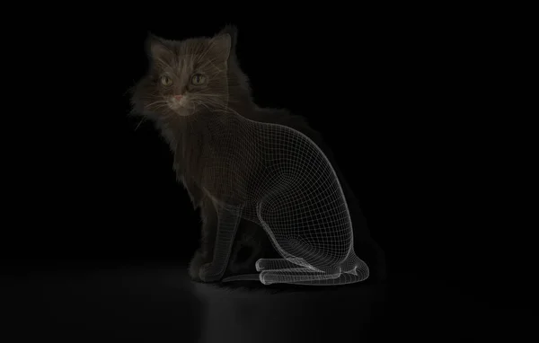 Schöne Katze Auf Schwarzem Hintergrund — Stockfoto