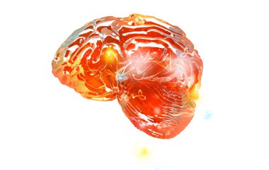 İnsan beyni anatomisi modeli 