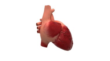 İnsan kalbi anatomisi modeli 