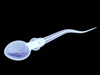 sperm. Spermin vektör çizimi. 