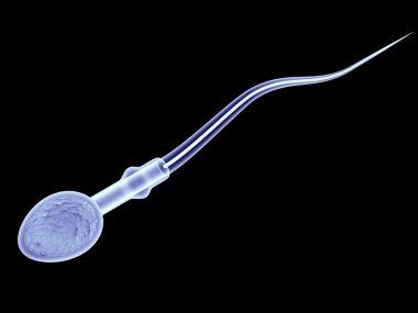 sperm. Spermin vektör çizimi. 