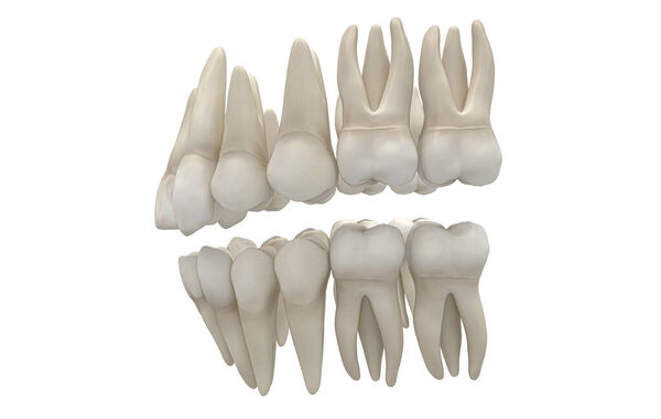 dental teeth on isolated white