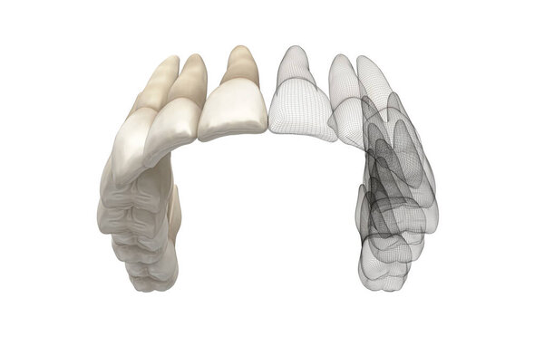 3 d render of human upper jaw on white background.