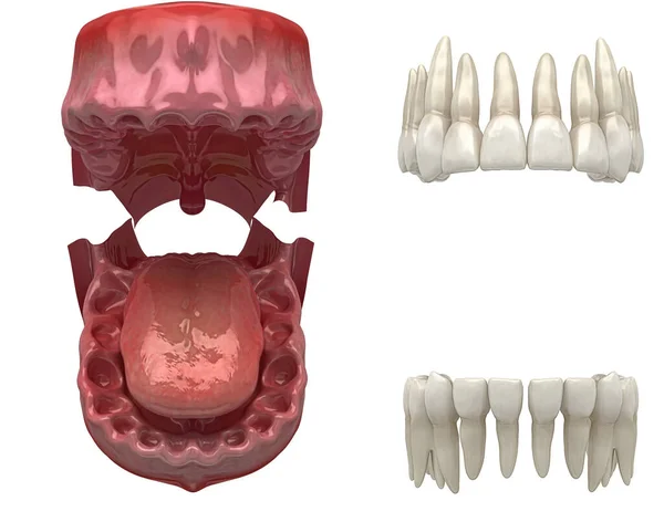 Menselijke Tanden Anatomie Illustratie — Stockfoto