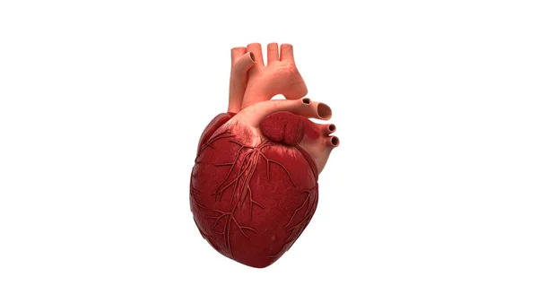 Model Anatomie Lidského Srdce Stock Obrázky