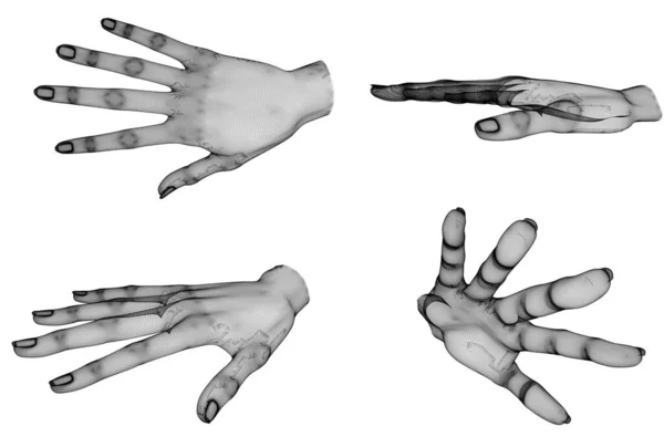 Mãos Humano Ilustração — Fotografia de Stock