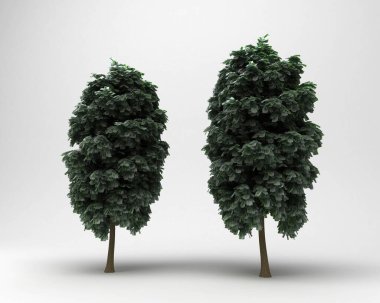 para ağaçları beyaz arkaplanda 