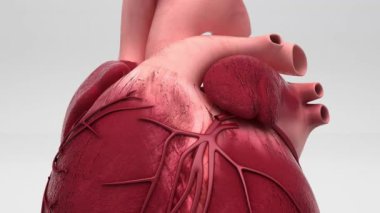 İnsan kalbi anatomisi model animasyonu