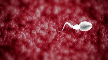 Dişi yumurtanın spermle döllenmesi, tıbbi görselleştirme, 3 boyutlu görüntüleme.