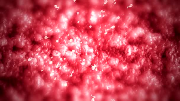 Insemination Ett Ägg Honkön Genom Sperma Medicinsk Visualisering Återgivning — Stockvideo