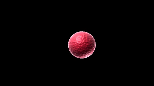 Оплодотворение Женской Яйцеклетки Спермой Медицинская Визуализация Рендеринг — стоковое видео