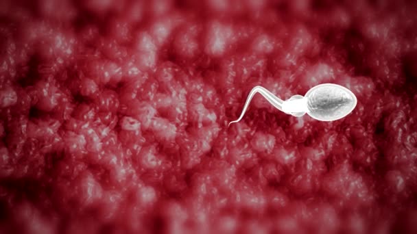 Dişi Yumurtanın Spermle Döllenmesi Tıbbi Görselleştirme Boyutlu Görüntüleme — Stok video