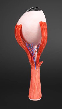İnsan gözünün 3 boyutlu kesitinde kornea, lens, retina ve optik sinir gibi iç anatomi görülüyor. Eğitim ve göz hekimliği kullanımı için ayrıntılı tıbbi illüstrasyon