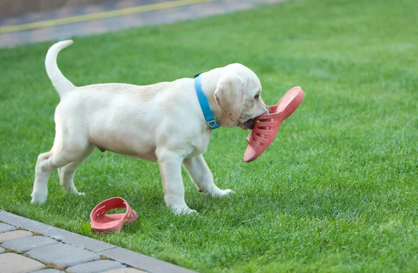 草の上のラブラドール子犬とスリッパ — ストック写真