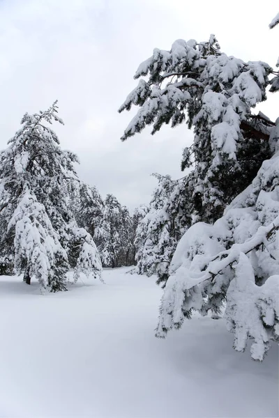 Сосна Вкрита Снігом Лісі — стокове фото