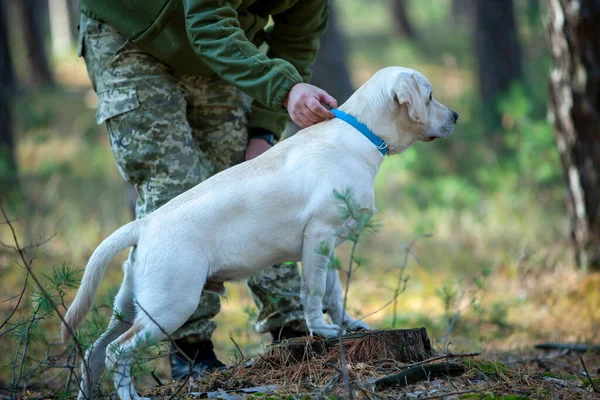 Labrador Puppy Wandelen Het Bos — Stockfoto