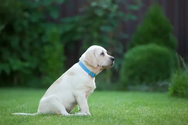 Cãozinho Labrador Grama — Fotografia de Stock