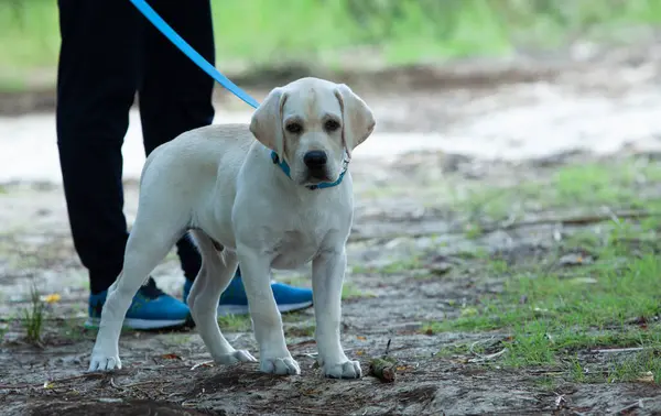 Labrador Puppy Walking Nature — Stock Photo, Image