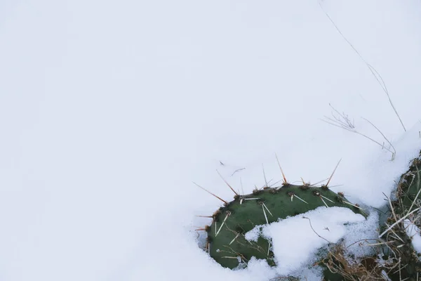 prickly pear cactus in snow, nature background
