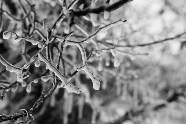 Ramos Gelados Congelados Uma Árvore — Fotografia de Stock