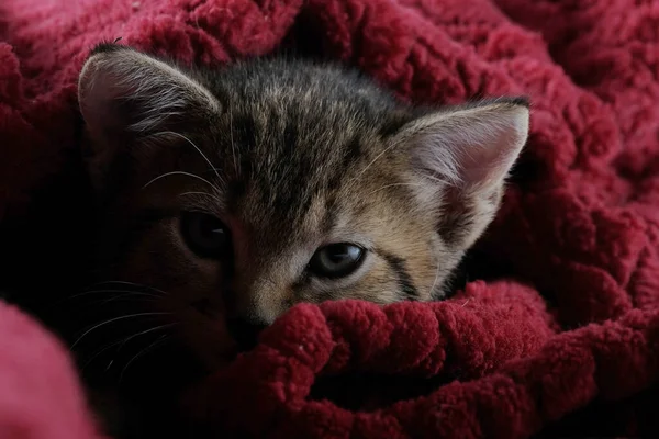 Χαριτωμένη Γάτα Κόκκινη Κουβέρτα — Φωτογραφία Αρχείου
