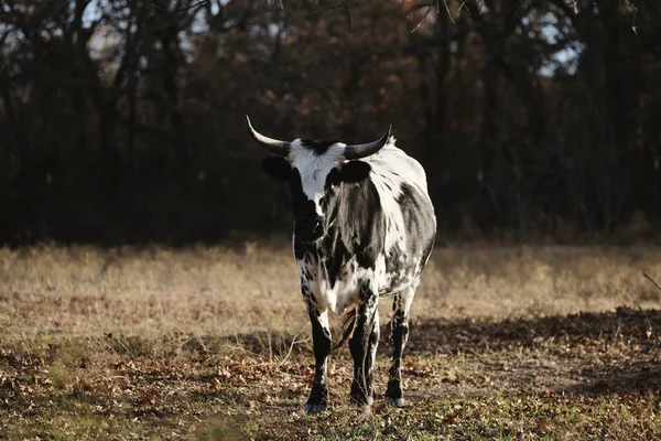 德克萨斯农场的年轻科连特奶牛 — 图库照片