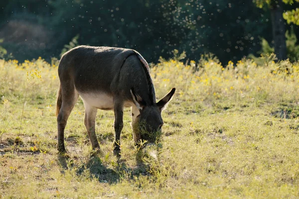 农村地区的小驴 — 图库照片