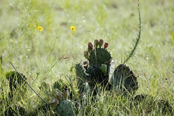 Opuntia Prickly Pear Cactus Texas Summer Grass Field — Stock Photo, Image