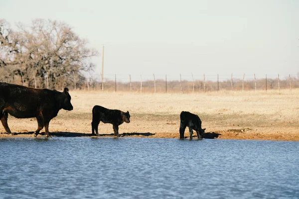 Beef Cow Farm Cows Calves Getting Drink Pond Water Black — Stock Photo, Image
