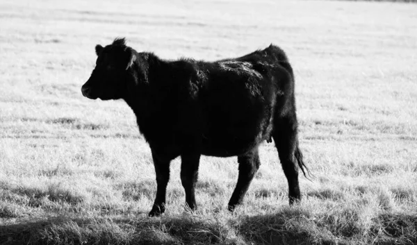 Preto Angus Vaca Closeup Rancho Carne — Fotografia de Stock