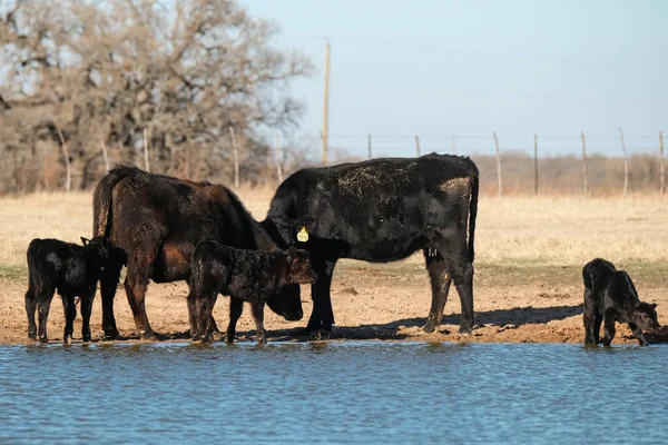 Granja Vacas Res Con Vacas Terneros Bebiendo Del Agua Del —  Fotos de Stock