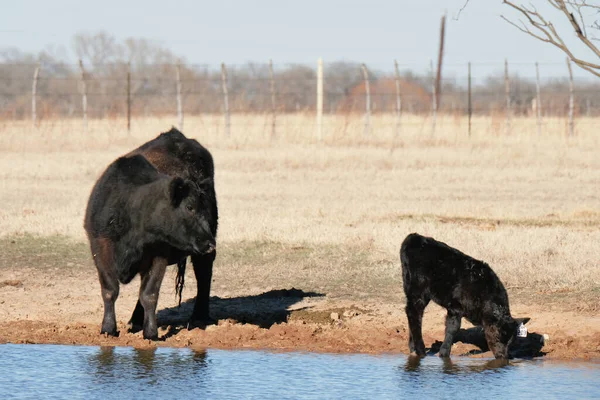 Carne Vaca Granja Con Vaca Ternera Conseguir Bebida Agua Del —  Fotos de Stock