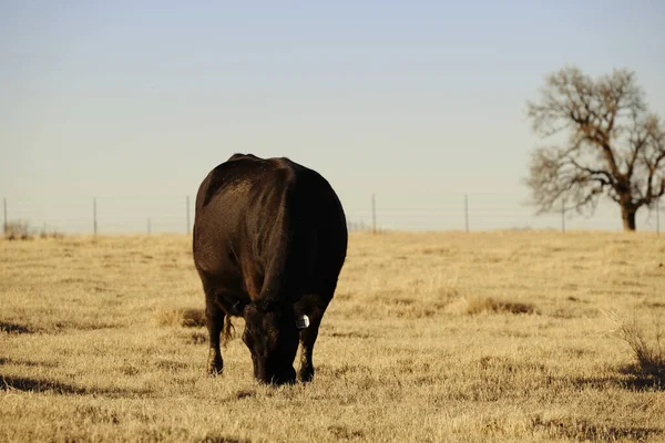 Black Angus Cow Grazing Texas Pasture Beef Ranch — 스톡 사진