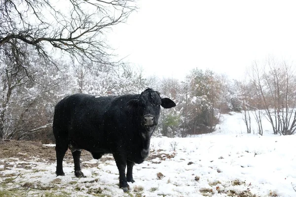 Wołowina Czarny Krowa Patrząc Kamery Zbliżenie Podczas Teksasu Zima Śnieg — Zdjęcie stockowe
