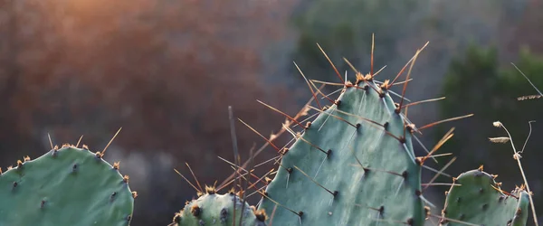 Kaktus Aus Feigenkakteen Nahaufnahme Mit Verschwommenem Hintergrund Bei Sonnenuntergang Winter — Stockfoto