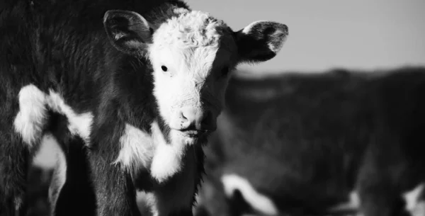 Hereford Calf Face Closeup Beef Cow Farm Black White — Fotografia de Stock