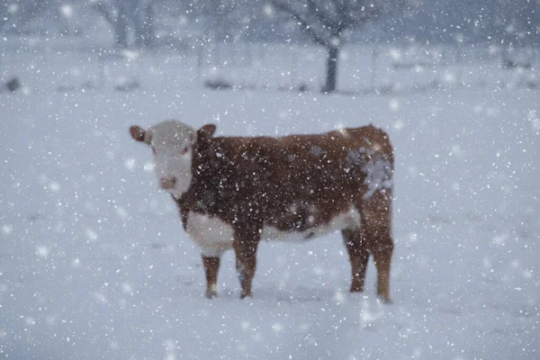 Pogoda Śnieg Hereford Zamazane Tło Krowy — Zdjęcie stockowe